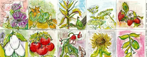 The Reciprocity Garden | ᐋᐧᐦᑰᐦᑐᐃᐧᐣ (wâhkôhtowin)